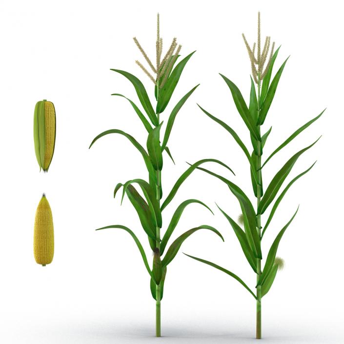 3D model Corn Collection