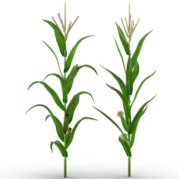 3D model Corn Collection