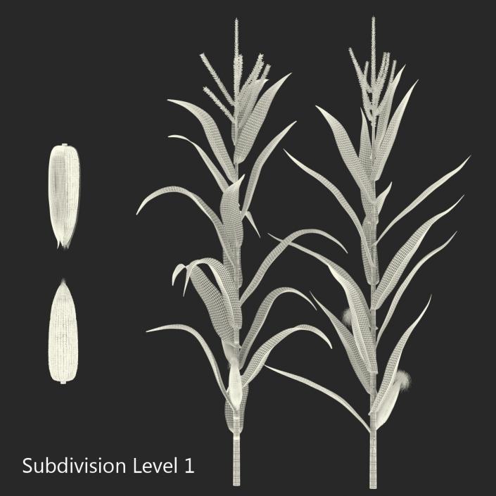 3D model Corn Collection