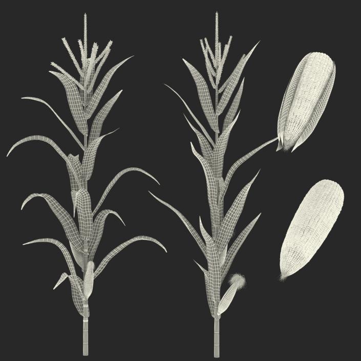 3D model Corn Collection