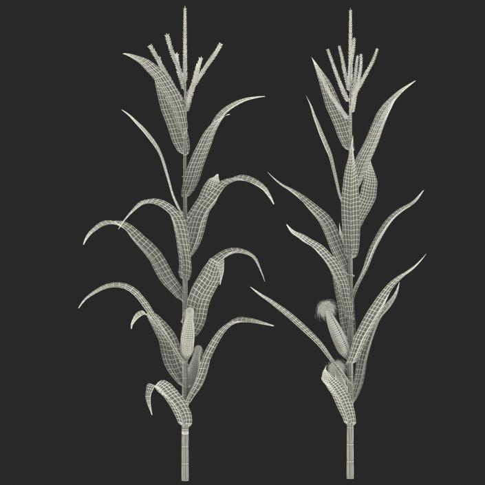 3D model Corn Collection