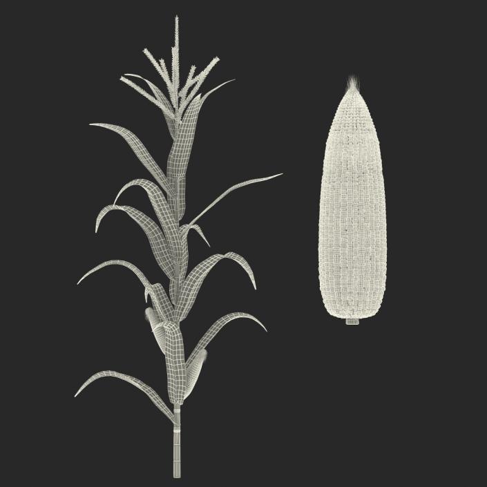 3D model Corn Collection