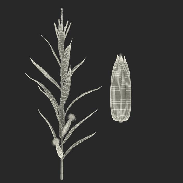 3D model Corn Collection