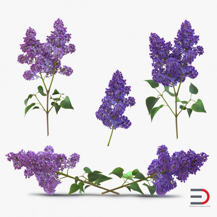 Syringa Lilac Collection 3D model