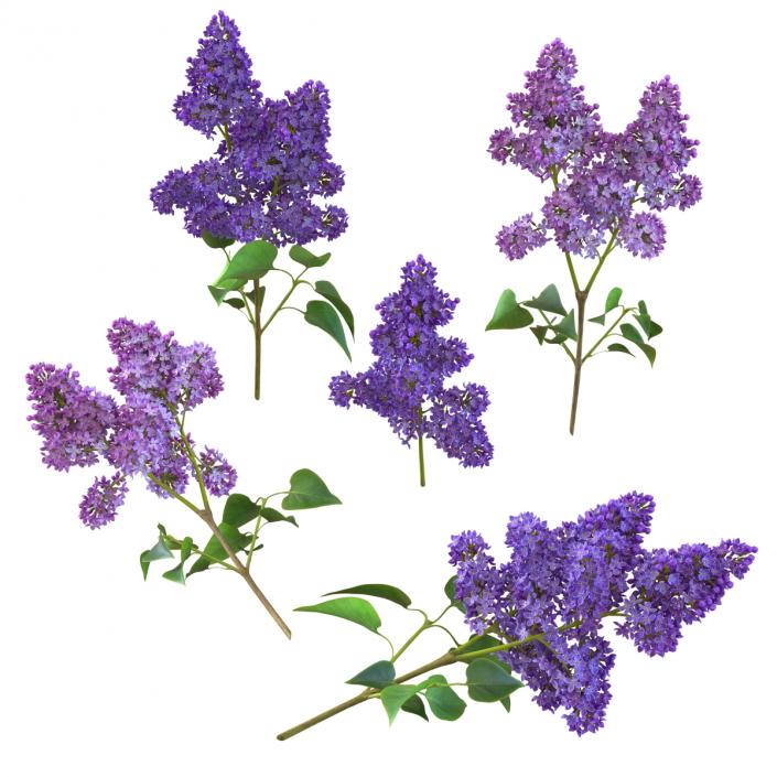 Syringa Lilac Collection 3D model