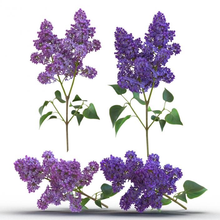 Syringa Lilac Collection 3D model