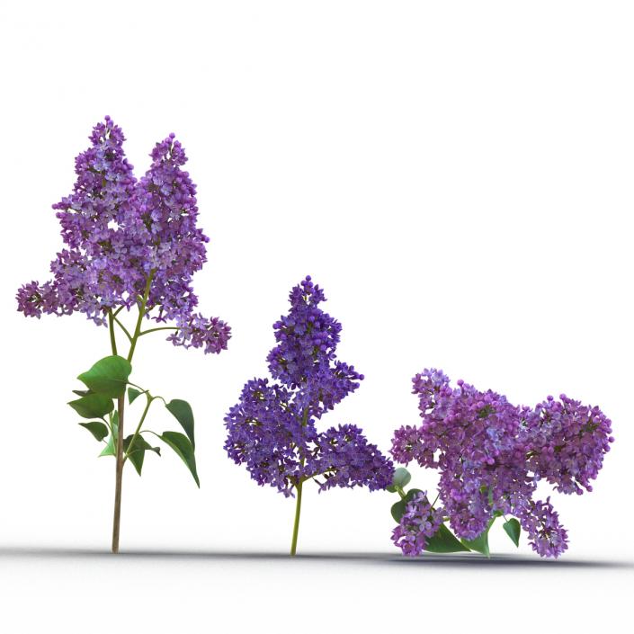 Syringa Lilac Collection 3D model