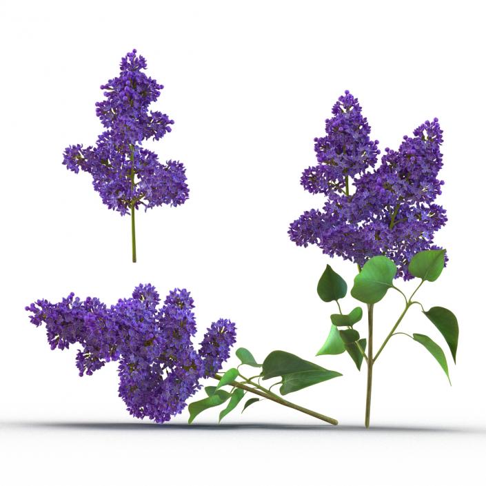 Syringa Lilac Collection 3D model