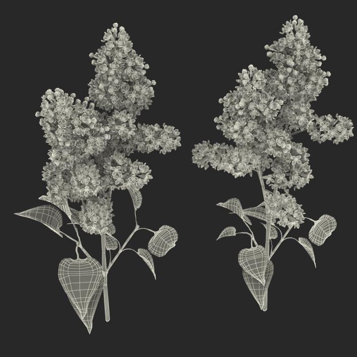 Syringa Lilac Collection 3D model