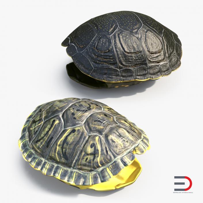 Turtle Shells Collection 3D model