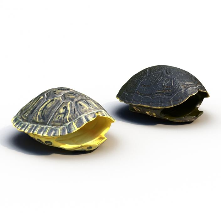 Turtle Shells Collection 3D model