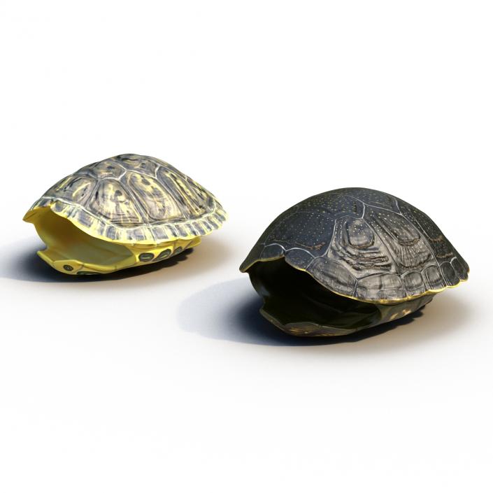 Turtle Shells Collection 3D model