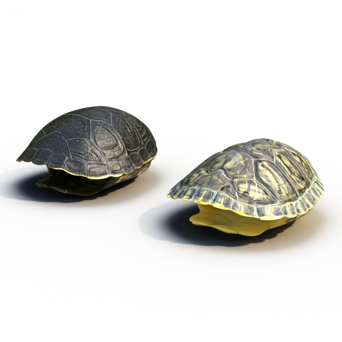 Turtle Shells Collection 3D model