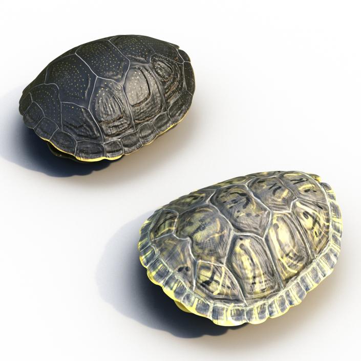 Turtle Shells Collection 3D model