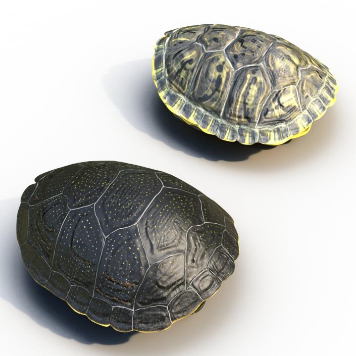 Turtle Shells Collection 3D model