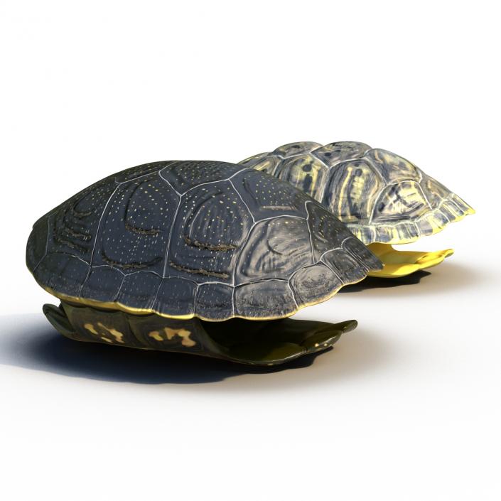 Turtle Shells Collection 3D model