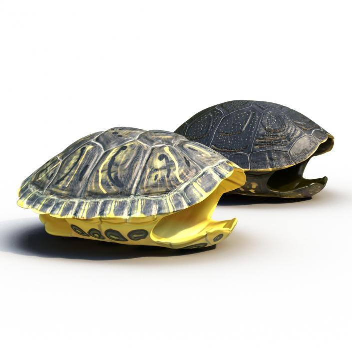 Turtle Shells Collection 3D model