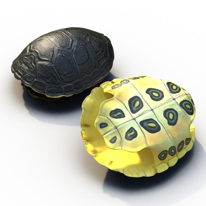 Turtle Shells Collection 3D model