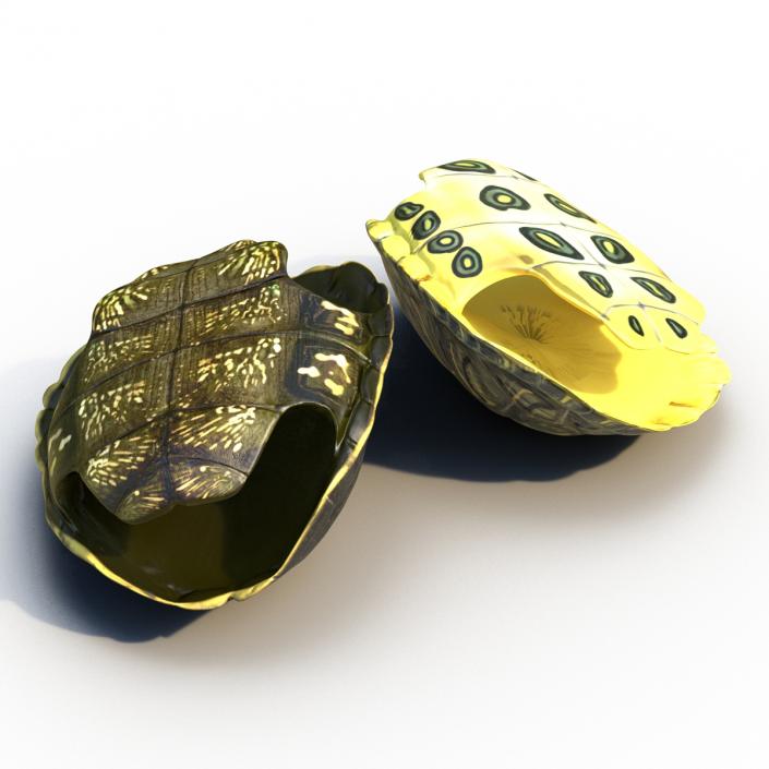 Turtle Shells Collection 3D model