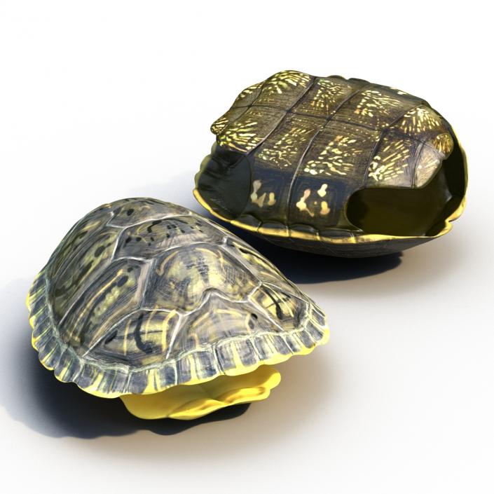 Turtle Shells Collection 3D model