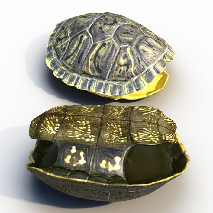 Turtle Shells Collection 3D model