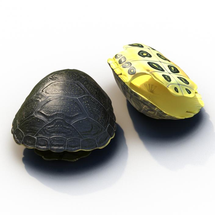 Turtle Shells Collection 3D model