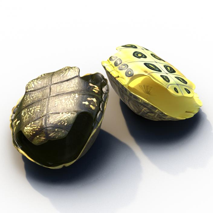 Turtle Shells Collection 3D model