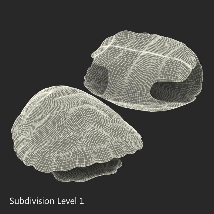 Turtle Shells Collection 3D model