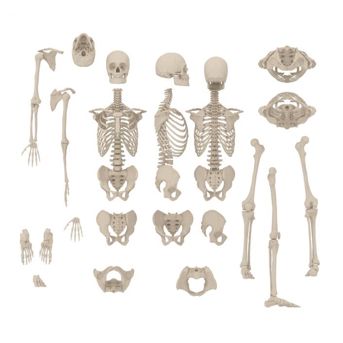 Male Skeleton Collection 3D model