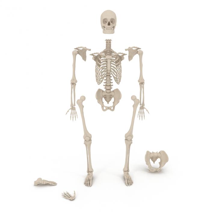 Male Skeleton Collection 3D model