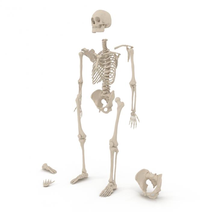 Male Skeleton Collection 3D model