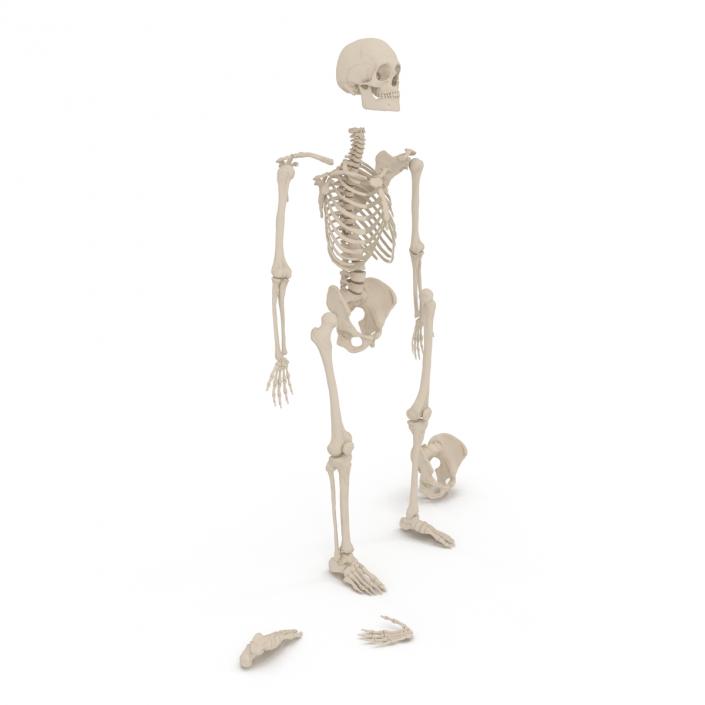 Male Skeleton Collection 3D model