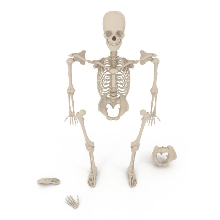 Male Skeleton Collection 3D model