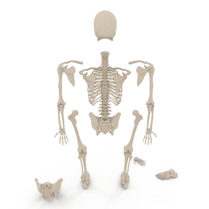 Male Skeleton Collection 3D model