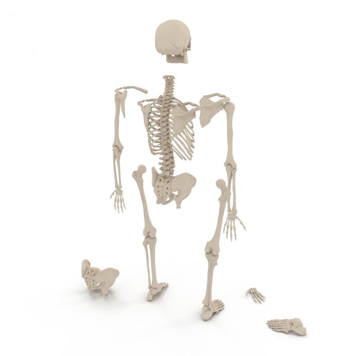 Male Skeleton Collection 3D model