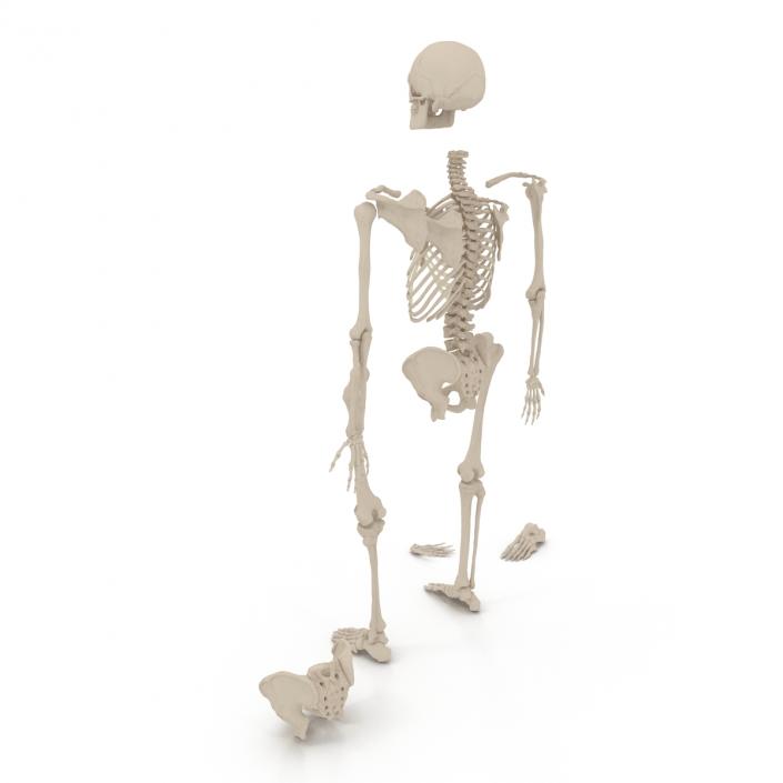 Male Skeleton Collection 3D model