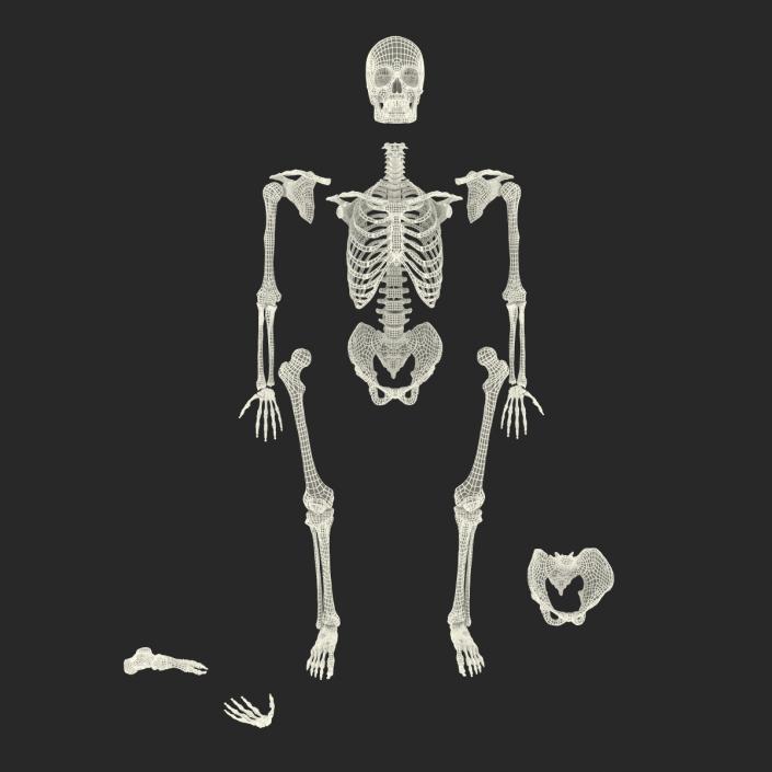 Male Skeleton Collection 3D model