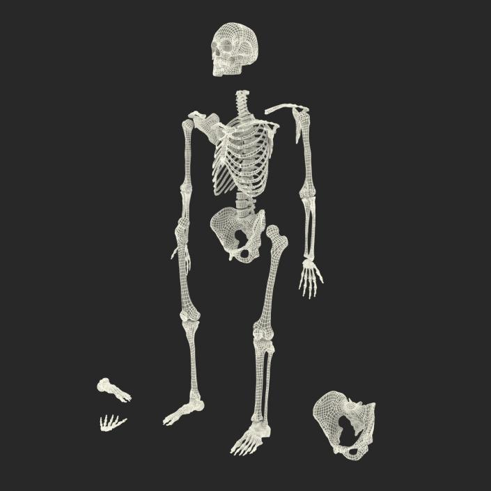 Male Skeleton Collection 3D model