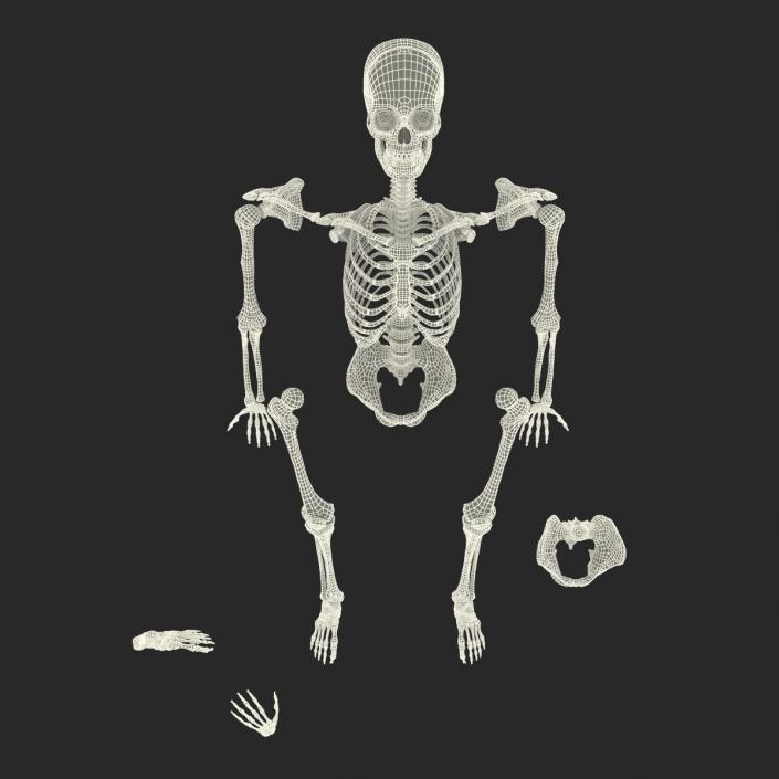 Male Skeleton Collection 3D model