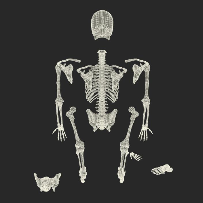 Male Skeleton Collection 3D model