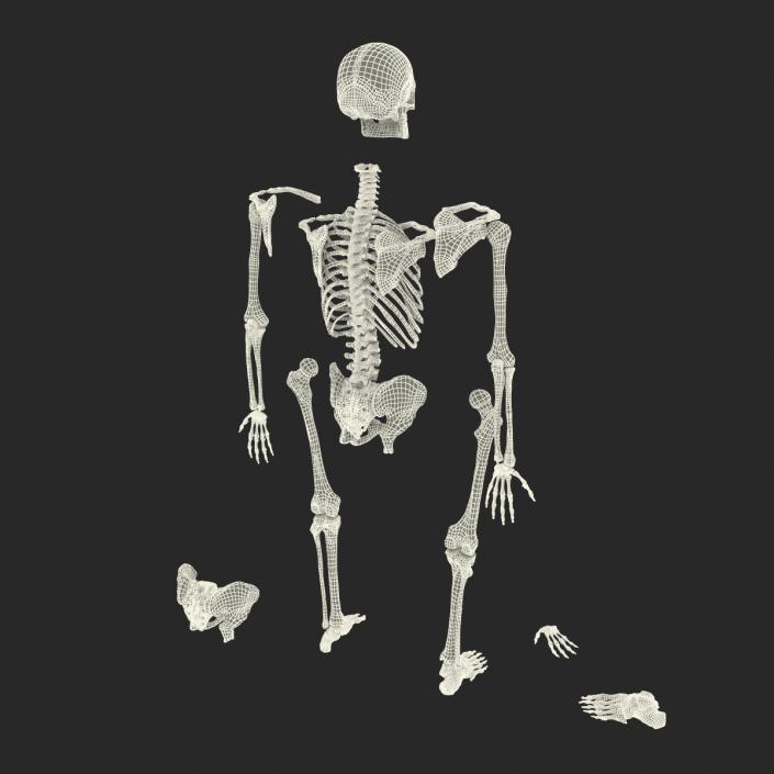 Male Skeleton Collection 3D model