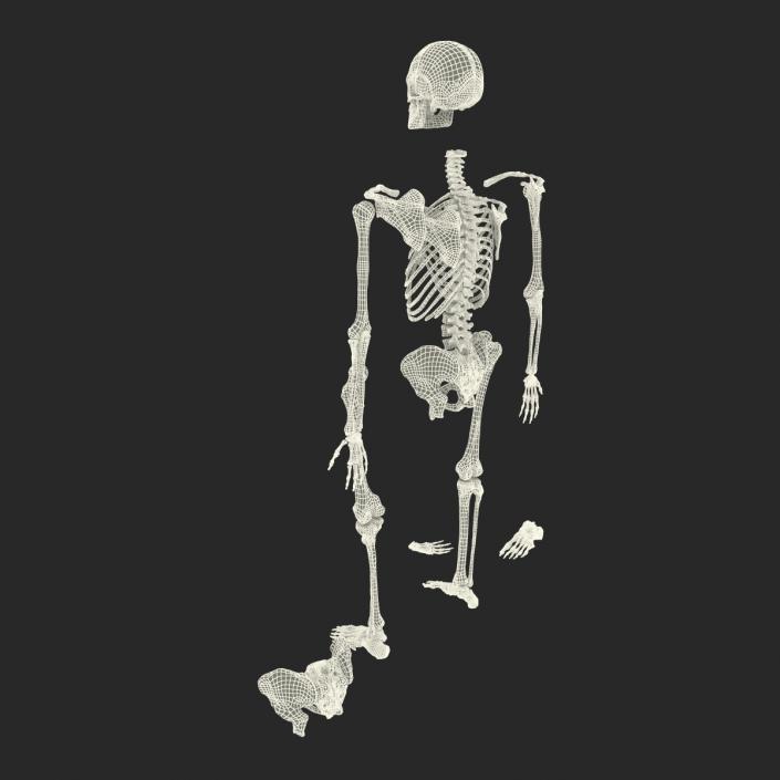 Male Skeleton Collection 3D model