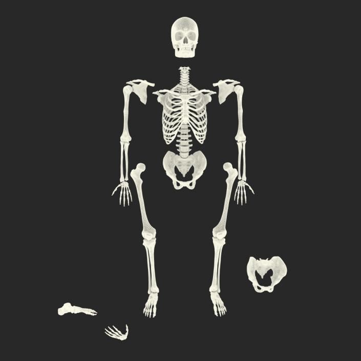 Male Skeleton Collection 3D model
