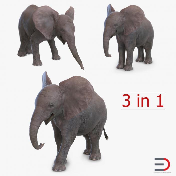 3D model Baby Elephants Collection