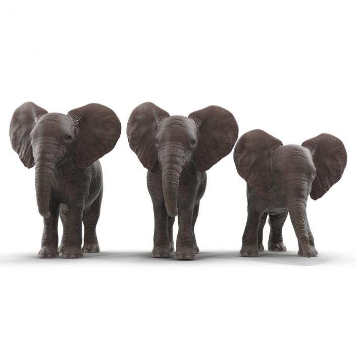 3D model Baby Elephants Collection