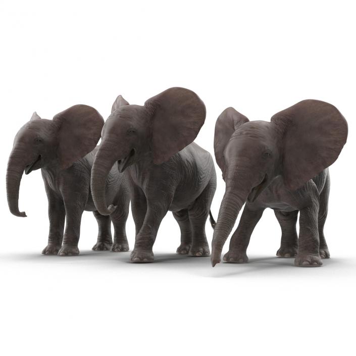 3D model Baby Elephants Collection