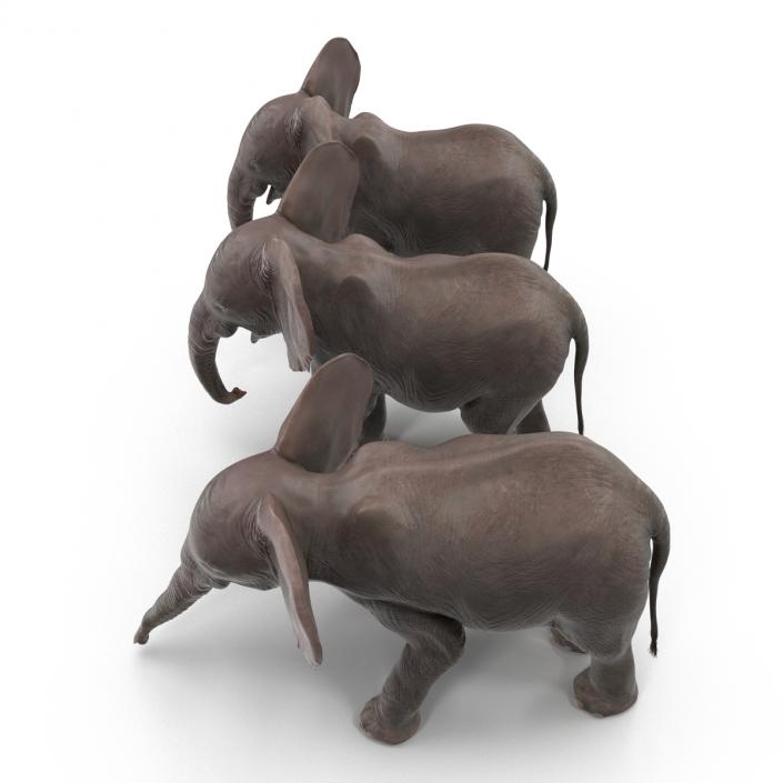 3D model Baby Elephants Collection