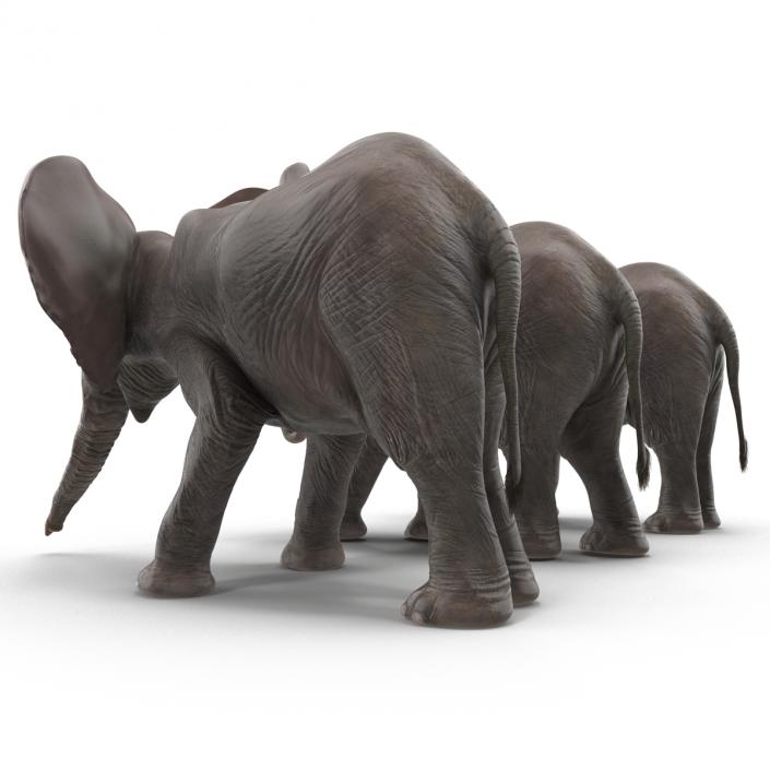 3D model Baby Elephants Collection