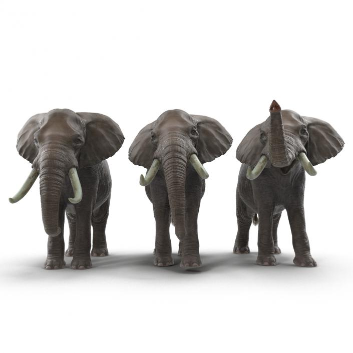 3D model Elephants Collection