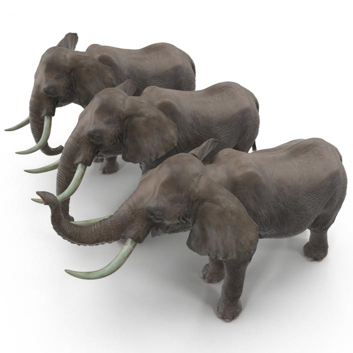 3D model Elephants Collection